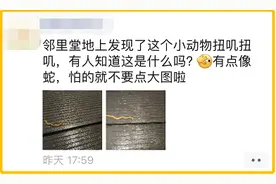 杭州此地惊现“怪蛇”！头形似斧头，还雌雄同体？一查不得了图片
