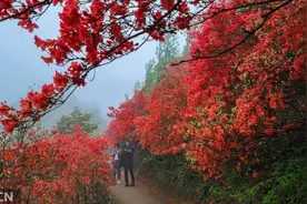 湖南常宁：高山杜鹃引游人图片