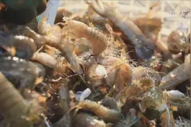 渤海湾小渔港迎来丰收视频封面