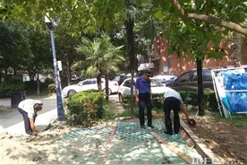 央企搬家移走601棵大树触碰“绿线”，处罚后承诺2022年前补重种600棵樟树图片