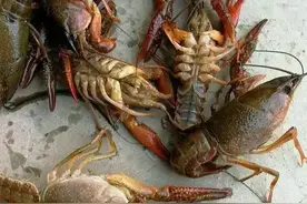 无语！没垃圾桶，租客从20楼倒下一堆死螃蟹小龙虾；夫妻吵架，丈夫从12楼扔下21斤重行李箱图片