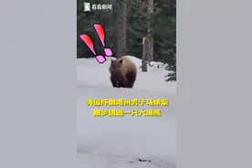 美国男子倒走1公里摆脱黑熊！大喊着跟熊讲道理，网友：估计这熊不饿图片