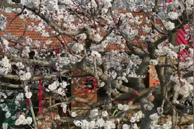 辽宁东港，花！花！花图片