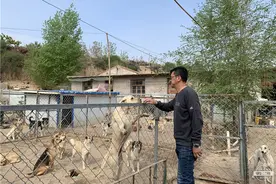 民生汇 | 收养了800多只流浪狗的谭大叔：养宠物要量力而行图片
