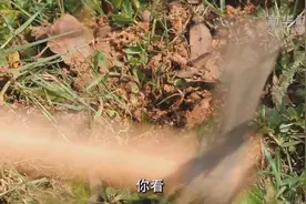 红火蚁入侵要小心 专家帮你划重点图片