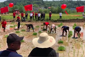 滚铁环搓草绳插秧，望城这场“农民运动会”有韵味图片