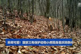 呆萌可爱！国家三有保护动物小麂现身重庆阴条岭图片