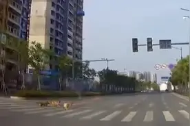 组团成精！流浪狗等红灯过斑马线，接下来一幕温暖整条马路图片