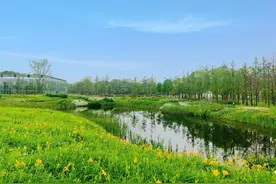 今日母亲节！快带妈妈来宝山母亲花文化园，一览萱草花海吧图片