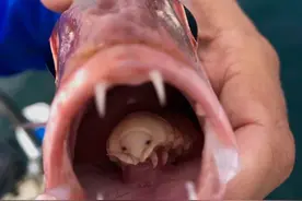 南非学生发现罕见寄生虫 像蓝眼睛外星人附着在鱼口腔内图片