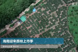 海南迎来荔枝上市季