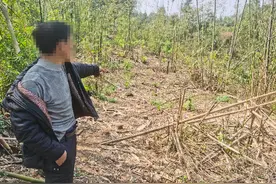 这种树不能砍！男子砍伐8株后被抓捕调查：涉嫌危害国家重点保护植物罪图片
