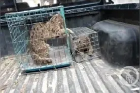 洛阳养殖场内现保护动物豹猫，老板称野生的可以出售图片