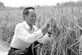 袁隆平：梦想不灭，一生永为“稻粱谋”图片