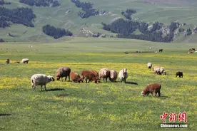 新疆百里草原牛羊成群 景色宜人图片