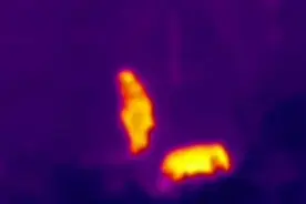 热成像画面曝光：15头亚洲象进入昆明老江河村旁象鼻山视频封面