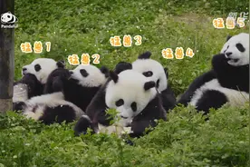 新华全媒+|走近大熊猫——解读大熊猫“三难”问题图片