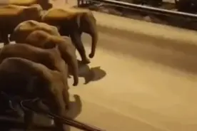 画风变了！外媒报道云南象群“没加滤镜”……丨外媒说图片