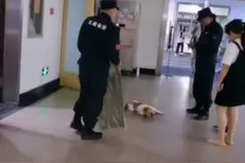 狗子在高校楼道熟睡险被保安当死狗清理，突然一伸懒腰跑了……图片