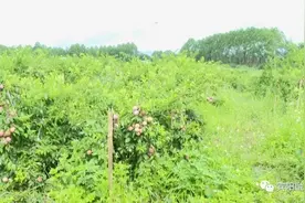 哇！宾阳又大又甜的三华李挂满枝头，想吃的小伙伴赶紧约起！图片