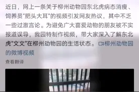东北虎为何“骨瘦如柴”？柳州动物园回应：肠胃炎无法根治图片
