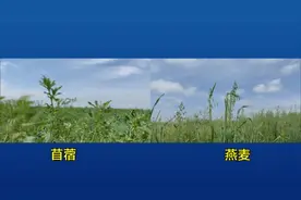问政追踪丨黄三角农高区：力争9月中旬将育种加速器平台建好图片