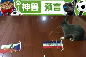 欧洲杯神兽预言D16：今晨全部命中，接下来的“龟兔赛跑”最后到底谁能赢图片