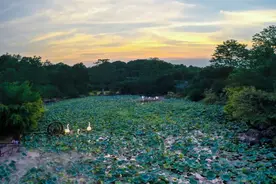 精彩纷呈|青秀山水生花卉观赏季，风姿楚楚图片