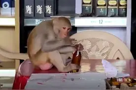 印度一只猴子闯入酒廊 当着老板面喝下一瓶酒图片