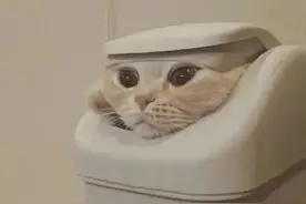 不寒而栗！广东一女子夜晚散步，竟一脚踩中“纳凉”的毒蛇图片