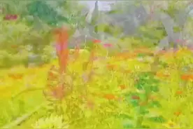 20余种欧洲野花绚丽绽放！快来看昆明这处“花花世界”→图片
