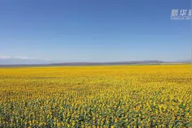 金色花海 新疆昭苏万亩向日葵盛放