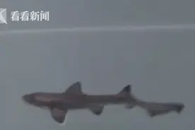 10年未与公鲨共存 意大利水族馆母鲨产下小鲨鱼图片