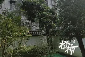 小区的广玉兰树曾经满树繁花，如今只剩孤零零一根树干，有什么办法可以救活？图片