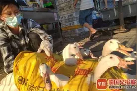 听说，广西人今天不是在吃鸭子就是在抓鸭子图片