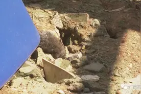 危险！柳州一小区老鼠疯狂打洞，地面都被挖塌陷了图片