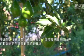 海南牛油果：海岛乡村的夏天味道视频封面