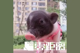 过世女儿留下的宠物猪出逃后被宰杀！夫妻二人提出精神赔偿，获赔12000元图片