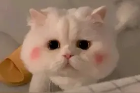 合同金额发生变化，如何缴纳印花税？一图看懂图片