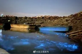 震撼！连云港惊现迷人“蓝眼泪”图片