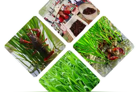 全世界每5条鱼就有3条是中国人养的，稻渔综合种养地表最强，首开绿色新蓝海图片