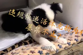 热点快追｜违规快递活体宠物为何屡禁不止？图片