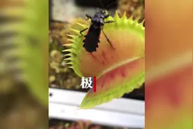 奇花异草专“吃”虫子！园艺师办起体验馆，这样的网红植物你想养吗？图片