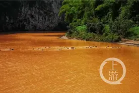 重庆统景“百猴渡江”奇观是怎么来的？背后藏着一段人猴情缘图片