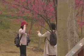 气温冷暖交替，南宁樱花产生“错觉”二次开花视频封面