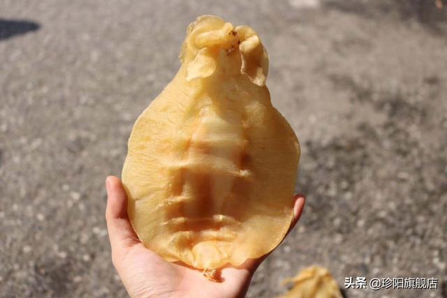 马来西亚鱼胶 2025年马来西亚鱼胶的品种