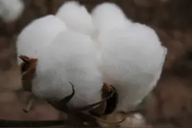 抵制新疆棉花？笑话！快来看看新疆长绒棉到底有多好图片