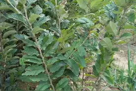 板栗树苗密植种植技术 板栗苗基地图片大图图片