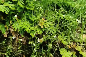 罕见！北京首次发现尖帽草，​中国降水在北迁，北方变南方征兆？图片