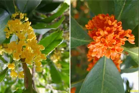 六种“金榜题名”植物，送给明天上考场的你图片